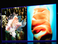 Outdoor PH10 LED Display